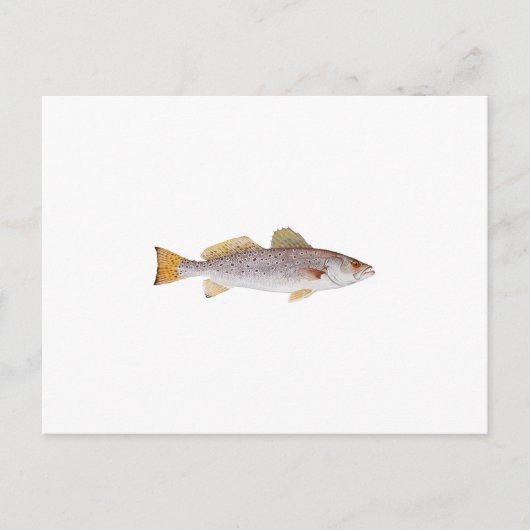 スポッテッドシートルート ポストカード (正面)