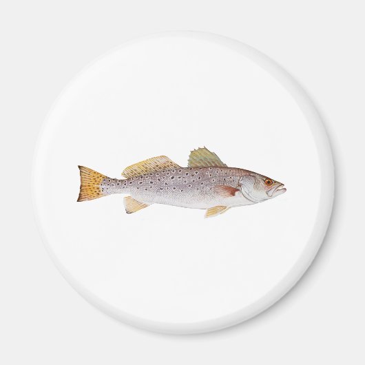 スポッテッドシートルート マグネット (正面)