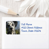 スポッテッドダルマチア差出人住所ラベル ラベル (インサイチュ)