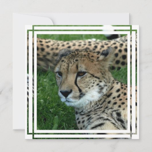 スポッテッドチーター招待状 招待状 (正面)