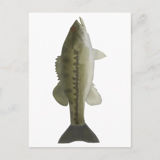 スポッテッドバス ポストカード (正面)