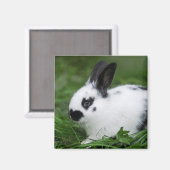 スポッテッドバニー マグネット (正面/裏面)