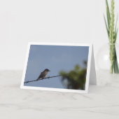 スポッテッドフライキャッチャーのバードカード カード (正面)