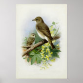 スポッテッドフライキャッチャー、アートイラストレーション ポスター (正面)