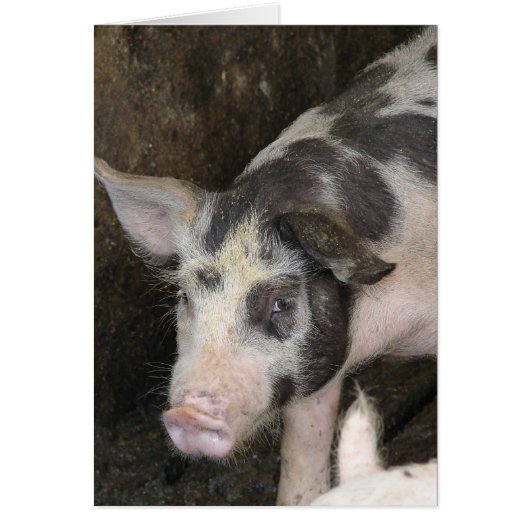 スポッテッドホッグすべての行事 (正面)