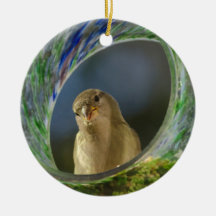 スポットでスパロー