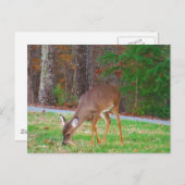 スポットを失ったばかりの赤ちゃん鹿 ポストカード (正面/裏面)