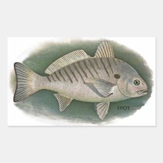スポットフィッシュロゴ 長方形シール (正面)