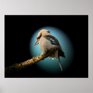 スポットライトのKookaburra ポスター