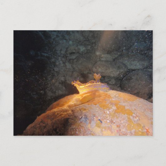 スポットライトを浴びる ポストカード (正面)