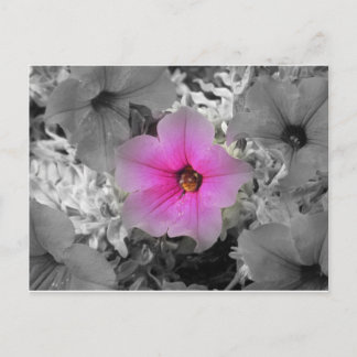 スポットライト ポストカード