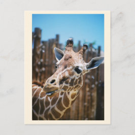 スポット ポストカード