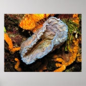 スポンジにまたがっているアヤガニ ポスター (正面)