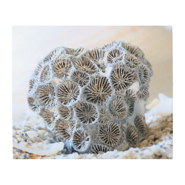 スポークメタルウォールアート付きサンゴ メタルプリント (正面)