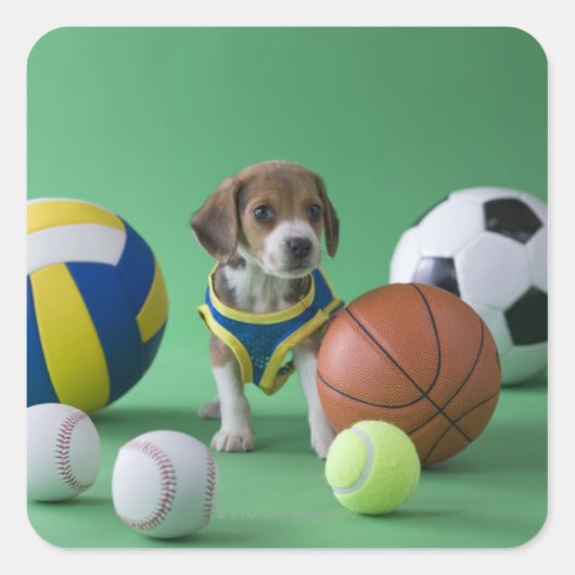 スポーツのボールに囲まれた子犬 スクエアシール (正面)