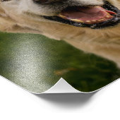 スマイルゴールデンリトリバーポートレート フォトプリント            (角)