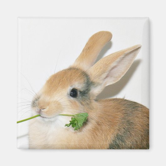 スマイル食べ時 マグネット (正面)