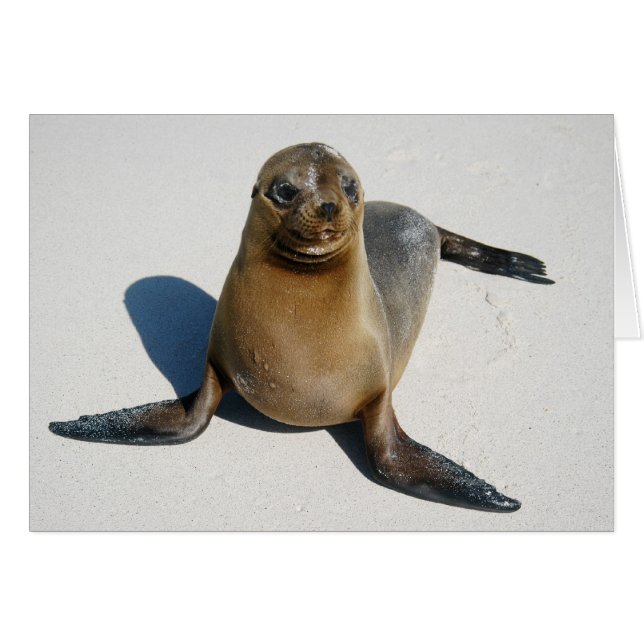 スマイル (正面横)