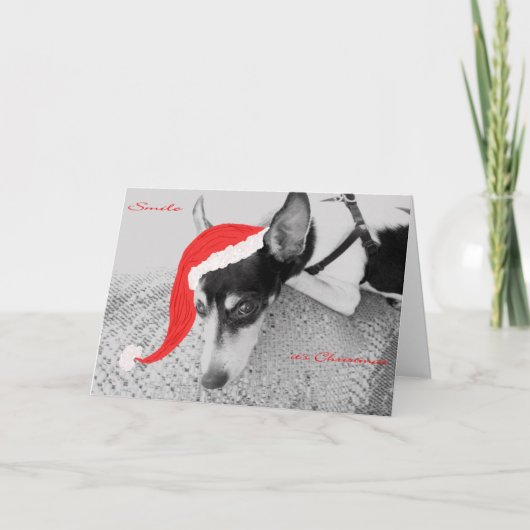 スマイル、それはクリスマス、Rat Terrierとカード シーズンカード (正面)
