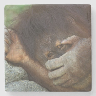 スマトラオランウータン, Pongo pygmaeus ストーンコースター