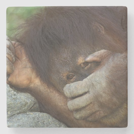 スマトラオランウータン, Pongo pygmaeus ストーンコースター (正面)