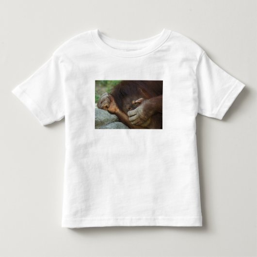 スマトラオランウータン, Pongo pygmaeus トドラーTシャツ (正面)