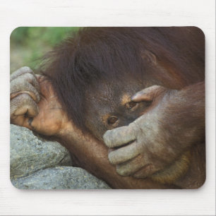 スマトラオランウータン, Pongo pygmaeus マウスパッド