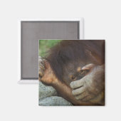 スマトラオランウータン, Pongo pygmaeus マグネット (正面/裏面)