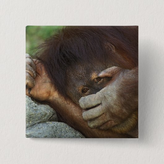 スマトラオランウータン, Pongo pygmaeus 缶バッジ (正面)