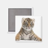 スマトラタイガーカッブ マグネット (正面/裏面)