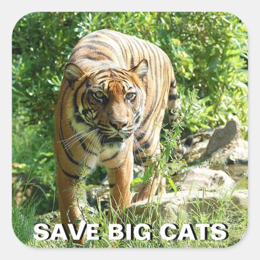 スマトラタイガーステッカー スクエアシール (正面)