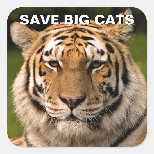 スマトラタイガーポートレートステッカー スクエアシール (正面)
