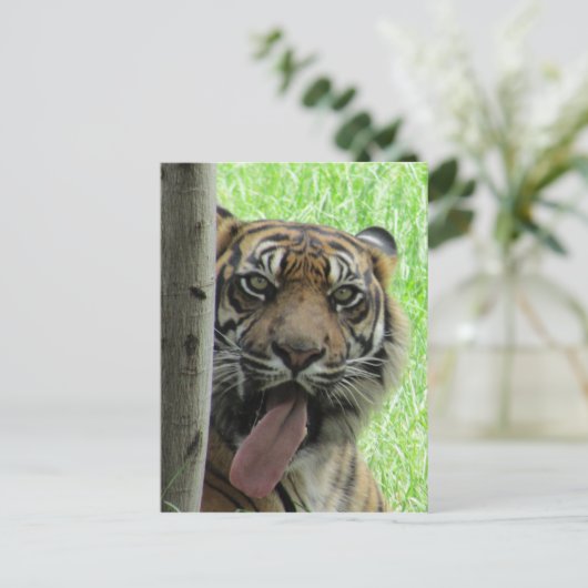 スマトラトラの大きな舌 ポストカード (スタンド正面)