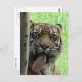 スマトラトラの大きな舌 ポストカード (正面/裏面)