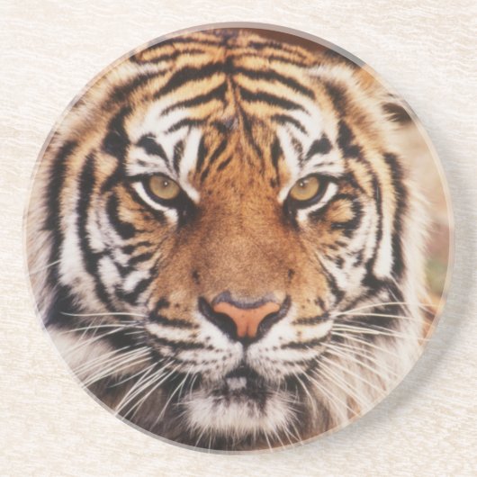 スマトラトラ コースター (正面)