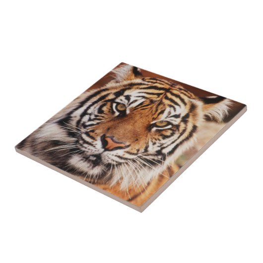 スマトラトラ タイル (側面)