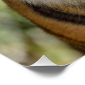 スマトラトラ ポスター (コーナー)