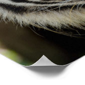 スマトラトラ ポスター (角)