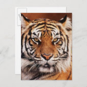 スマトラトラ ポストカード (正面/裏面)