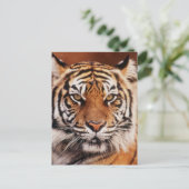 スマトラトラ ポストカード (スタンド正面)