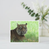 スマトラトラ ポストカード (スタンド正面)