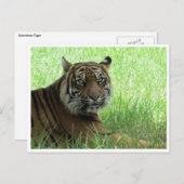 スマトラトラ ポストカード (正面/裏面)