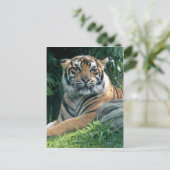 スマトラトラ ポストカード (スタンド正面)