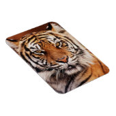 スマトラトラ マグネット (右側)