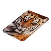 スマトラトラ マグネット (左側)