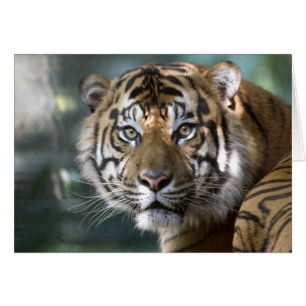 スマトラトラ (Panthera tigris sumatrae)