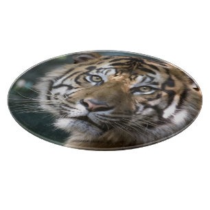 スマトラトラ (Panthera tigris sumatrae) カッティングボード