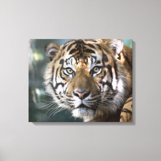 スマトラトラ (Panthera tigris sumatrae) キャンバスプリント (正面)
