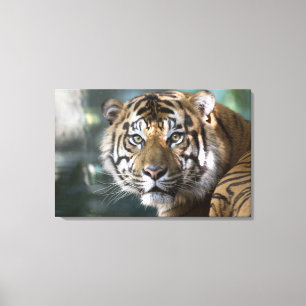 スマトラトラ (Panthera tigris sumatrae) キャンバスプリント