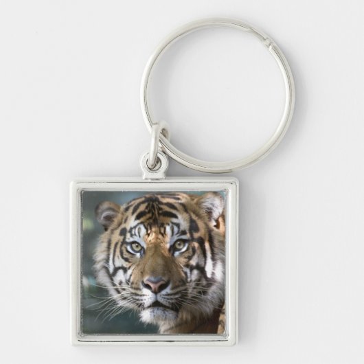 スマトラトラ (Panthera tigris sumatrae) キーホルダー (正面)